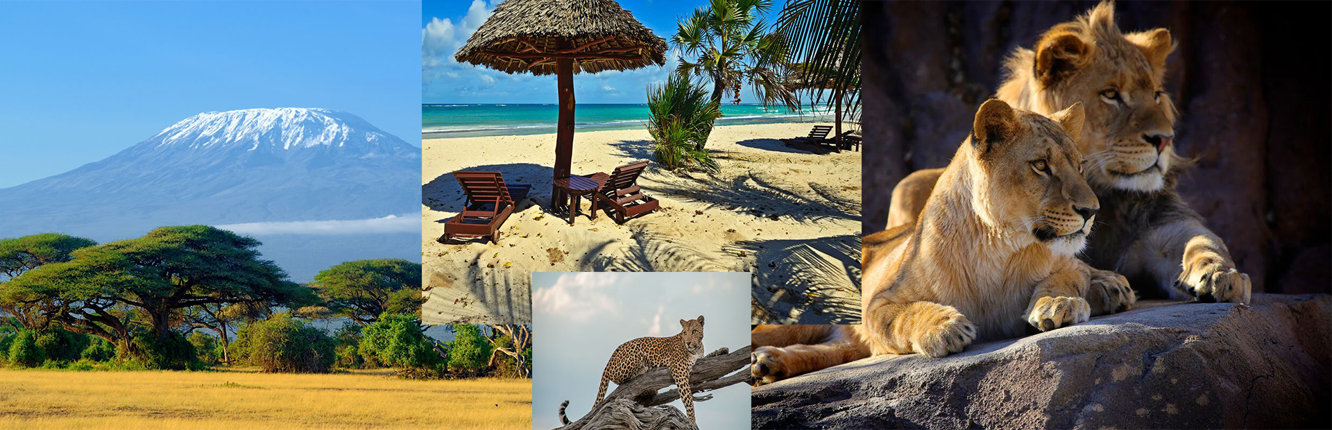 Circuit Safari dik-dik (Tanzanie)⭐⭐⭐⭐⭐